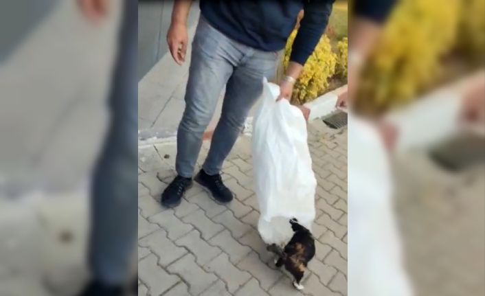 Bilecik’te KYK yurdunda skandal görüntü: Bahçedeki kedileri çuvallara koyarak topladılar