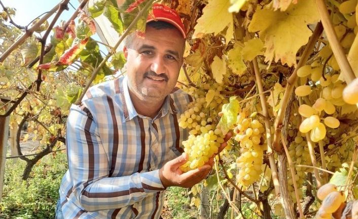 Bir yanda üzüm hasadı devam ediyor diğer yanda bağlar budanıyor