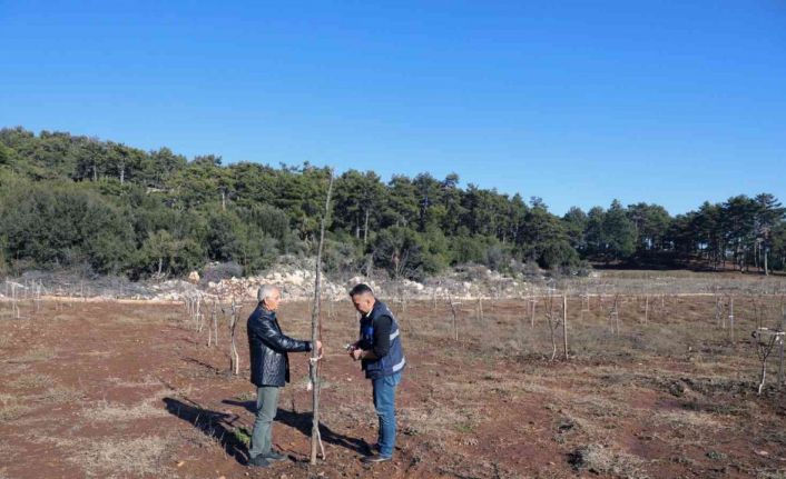 Büyükşehir’den yüzde 50 hibe alarak ceviz tarlası oluşturdu