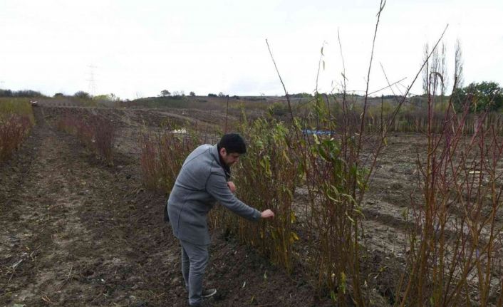 Coğrafi işaret tescilli Lapseki şeftalisinin fidanı da ihraç ediliyor