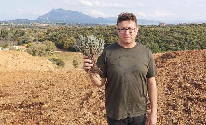 Datçalı girişimci devletten kiraladığı araziye 15 bin adet lavanta dikti