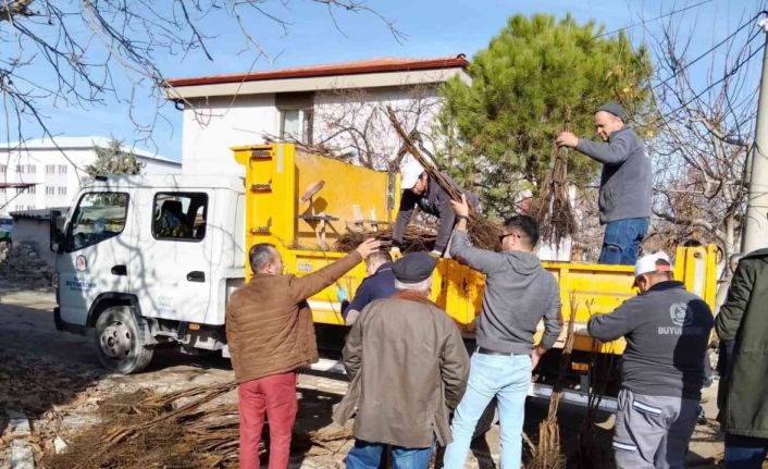 Denizli cevizin marka şehri olacak