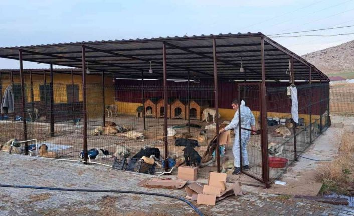 Elbistan’da 200 sokak köpeği kısırlaştırıldı