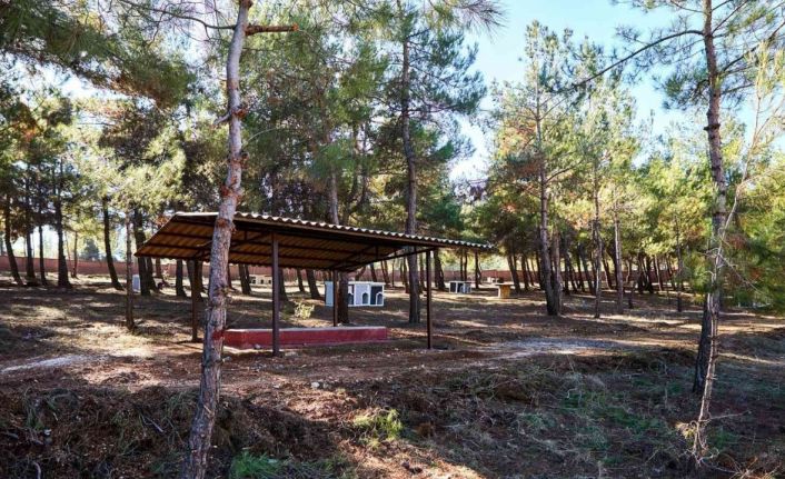 Gaziantep’te sokak hayvanlarına yaşam alanı