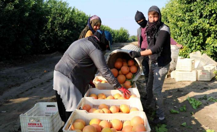 Hasadı başladı, sadece yüzde 10’u Türkiye’de tüketiliyor, yüzde 90’ı ihraç ediliyor