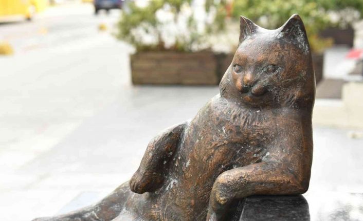 Kadıköy’ün kedisi Tombili yuvasına döndü