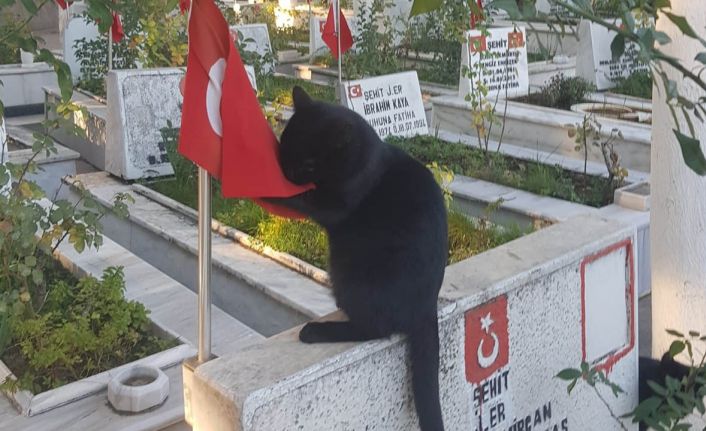 Kedi, şehitlikteki Türk bayrağını öptü