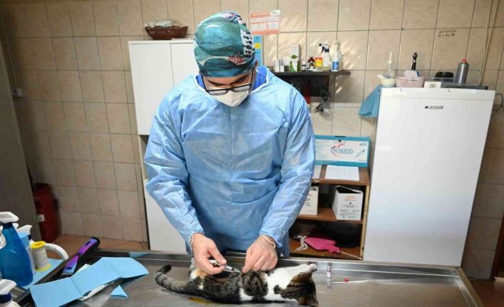 Kemer’de bin 425 sokak hayvanı kısırlaştırıldı