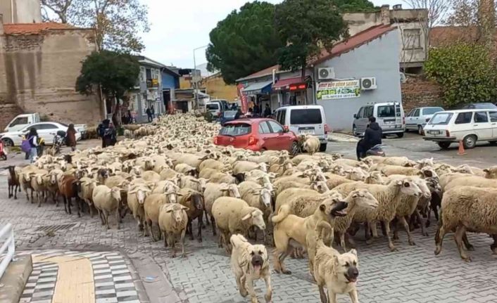 Kent merkezinden geçen koyun sürüsü ilginç görüntü oluşturdu