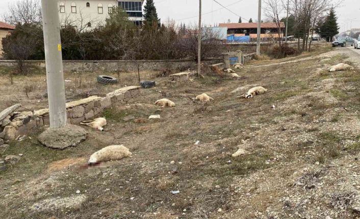 Konya’da otlayan 50’dan fazla koyun telef oldu