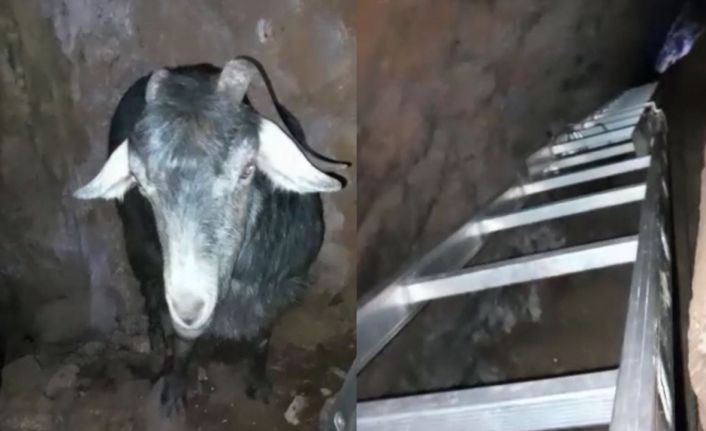 Mağarada keçi kurtarma operasyonu