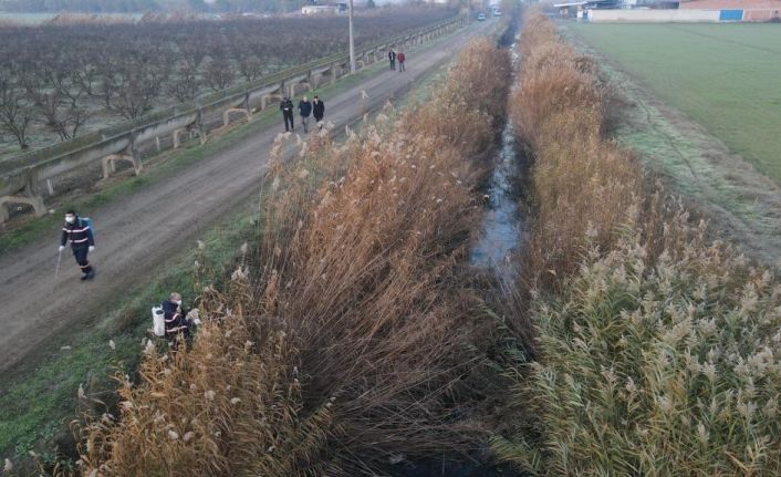 Nazilli Belediyesi’nden larva ile 365 gün mücadele