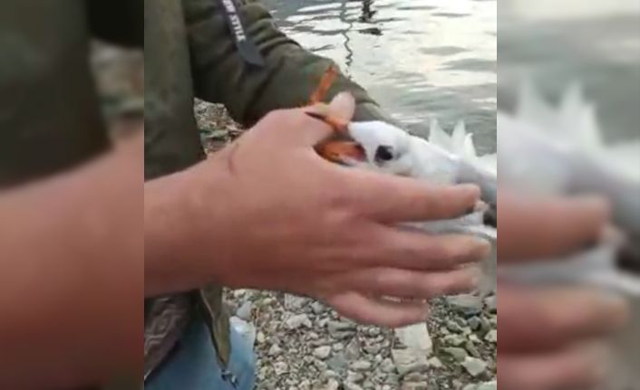 Oltaya martı takıldı