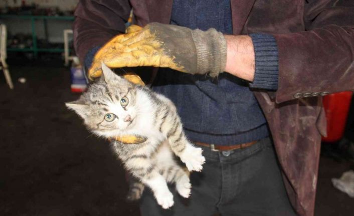 Otomobilin motor kısmından kurtarıldı, gazetecilerin aracına girdi