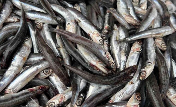 Palamuttan sonra tezgahların yeni gözdesi hamsi oldu