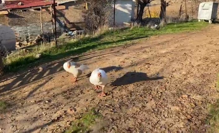 Sayaç okumak için eve giden personel, kaz saldırısı sonucu neye uğradığını şaşırdı