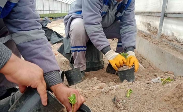 Sincan’da bitkiler budanıyor, seralarda çelik alma ile üretim yapılıyor