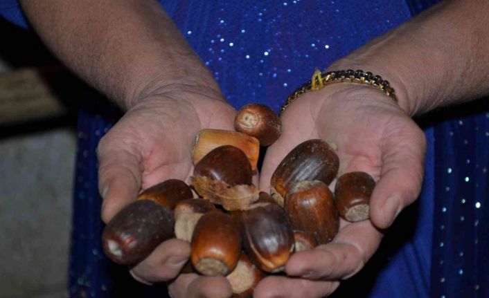 Şırnaklı besiciler, hayvanlarına ziyafet çekmek için 100 ton meşe palamudu topladı