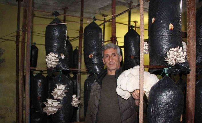 Şırnaklı girişimci hurda demirlerden mantar üretim tesisi kurdu