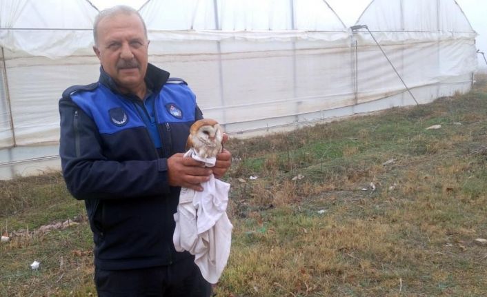 Sulama havuzuna düşen peçeli baykuşu kurtarıldı