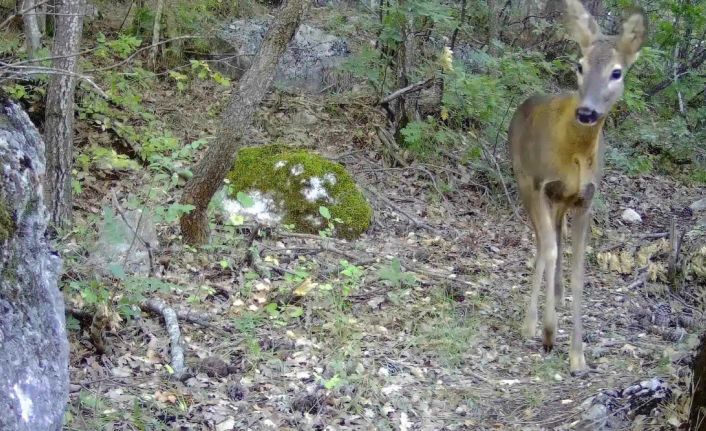 Tokat’ta vahşi yaşam fotokapana yansıdı