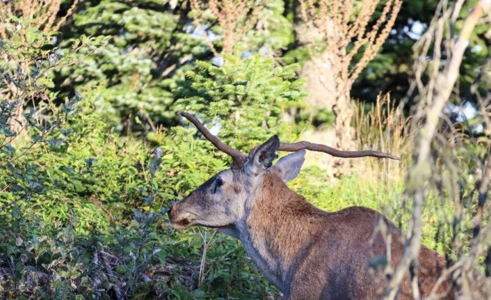 Türkiye’nin en şansız geyiği görüntülendi, şanssızlığının altında yatan sebep ise bir hayli ilginç