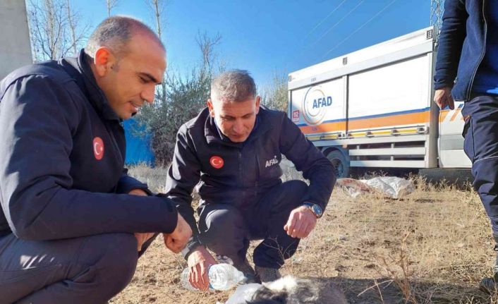 Van’da 20 metrelik kuyuya atılan 2 yavru köpek AFAD ekipleri tarafından kurtarıldı