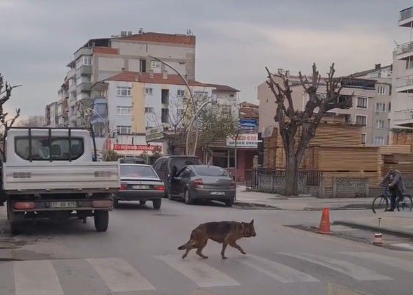 Yalova’da yaya geçidinin kullanan köpek şaşırttı
