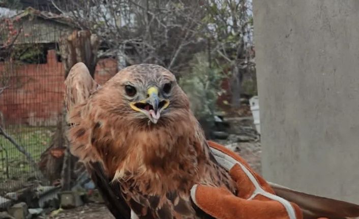 Yaralı halde bulunan şahin tedavi altına alındı