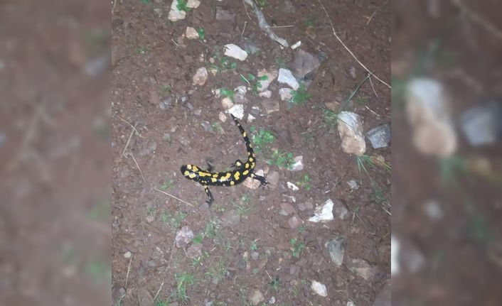 Yaylakonak’ta sarı benekli semender görüldü