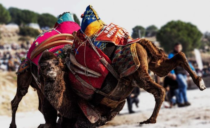 Yeni yılın ilk deve güreşi İncirliova’da yapılacak