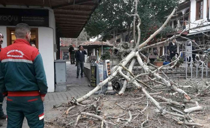 110 yıllık tescilli Çınar devrildi
