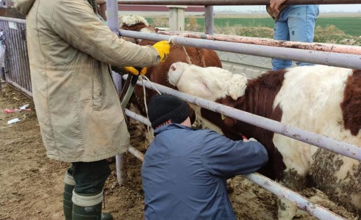 Afyonkarahisar’a ithal getirilen besilik sığırların sağlık kontrolü yapıldı
