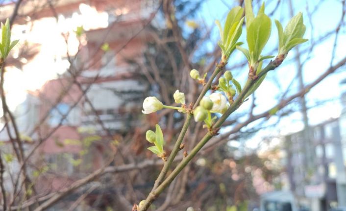 Ankara’da ocak ayında erik ağacı çiçek açtı