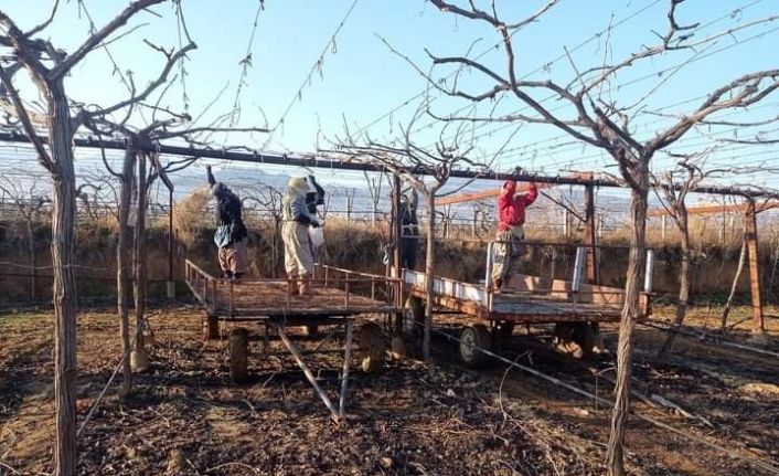 Bağlarda çubuk bağlama işi devam ediyor