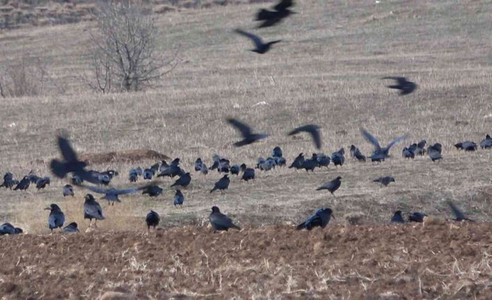 Bayburt çiftçisi açıkta kalan tarladaki buğday tohumlarını kargalardan koruyor