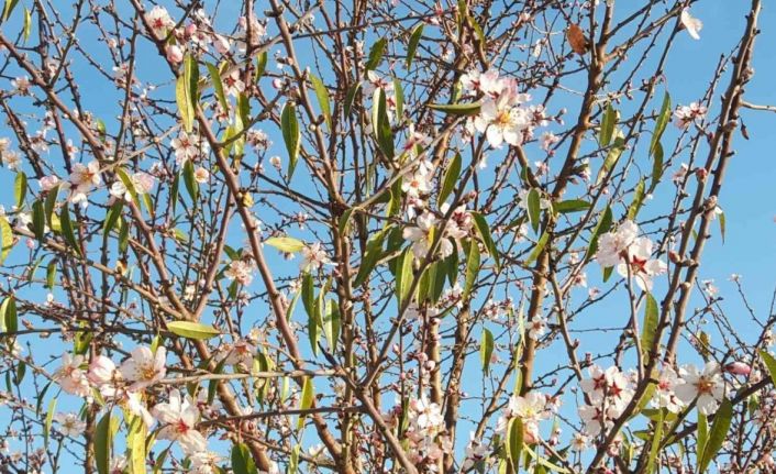 Bilecik’e kar düşmeden bademler çiçek açtı