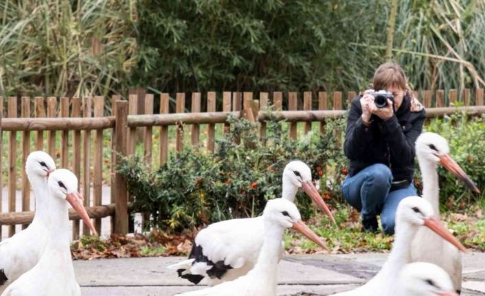 Bu leyleği fotoğraflamak için 2 bin kilometre yol katetti