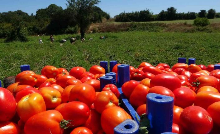Çanakkale domatesine coğrafı işaret