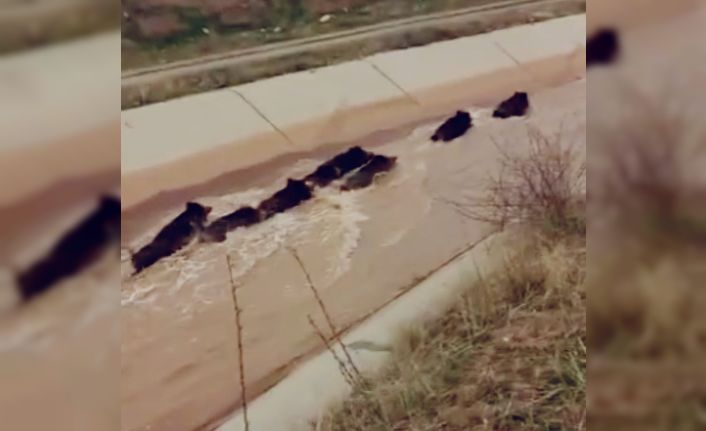 Diyarbakır’da domuzlar su kanalında görüntülendi