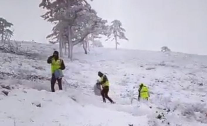 Domaniç’te kozalaklardan çıkarılan sedir tohumları toprağa ekildi