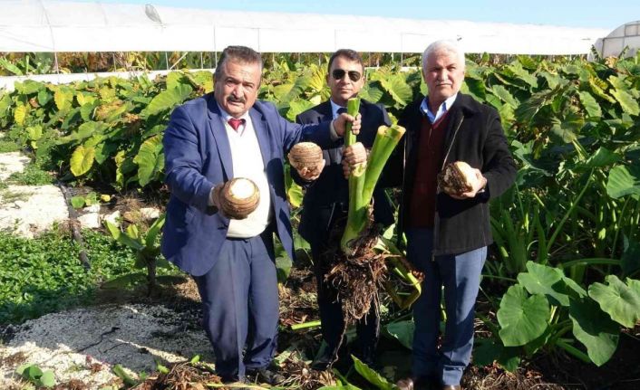 Dönümde 100 bin liraya kadar gelir sağlıyor, üreticiliği yaygınlaşıyor