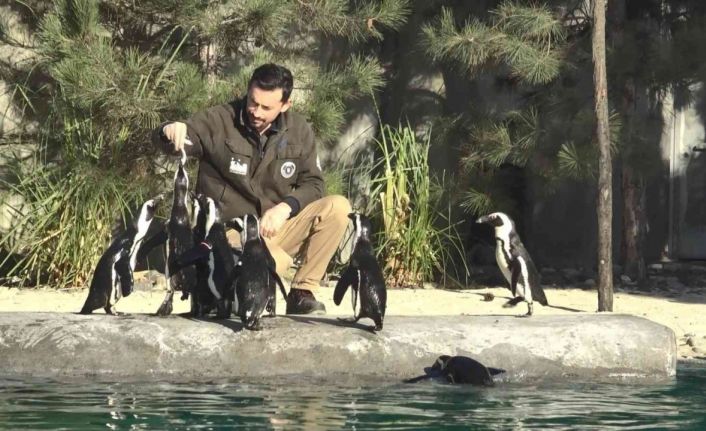 Dünya Penguen Günü’nde sardalya sürprizi