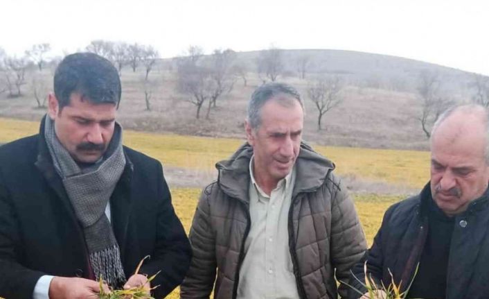 Elazığ’da hububat ve meyve ağaçlarında fenolojik gözlem çalışması yapıldı