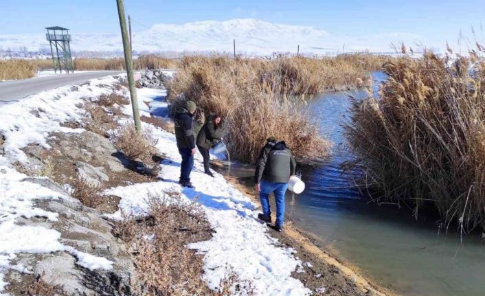 Erçek Gölü çevresine yaban hayvanlar için yem bırakıldı