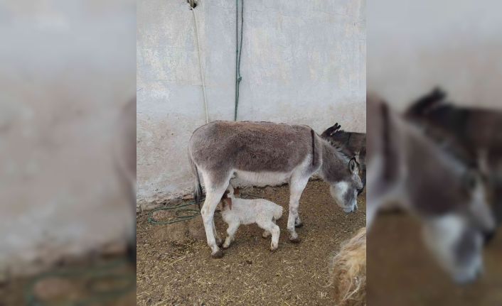 Eşek, kuzuyu emzirdi
