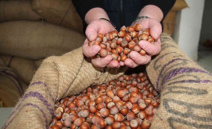 Fındık fiyatı yükselişini sürdürüyor