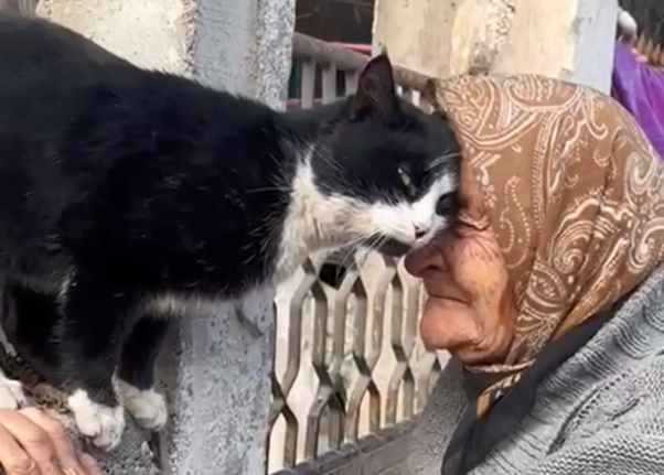 Kedilerin ninesi Fahriye nine