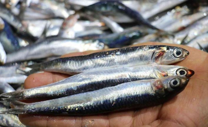 Kılçıklarıyla birlikte tüketilen hamsi ve istavrit şifa deposu