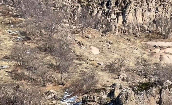 Kış uykusunda olması gereken anne ve yavru ayılar yiyecek ararken görüntülendi